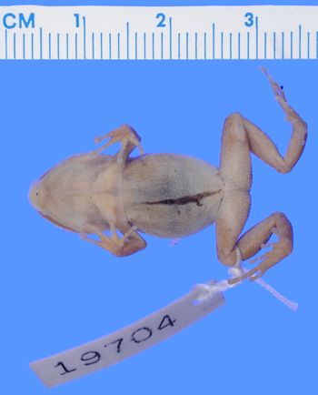Media type: image; Herpetology A-19704